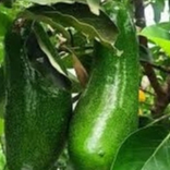 Entres alpukat kelud 5 mata tunas