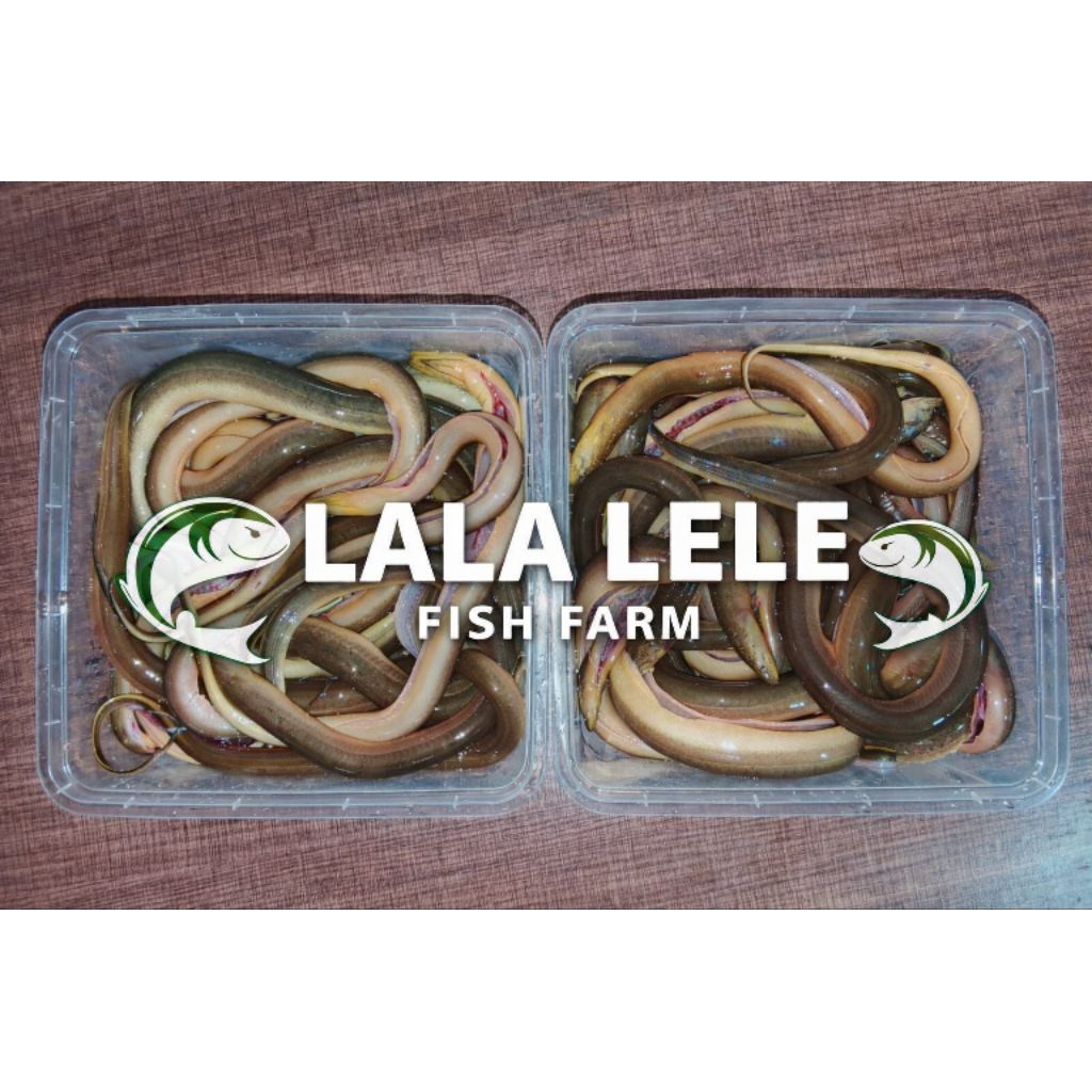 BELUT SAWAH SEGAR 1KG BERSIH