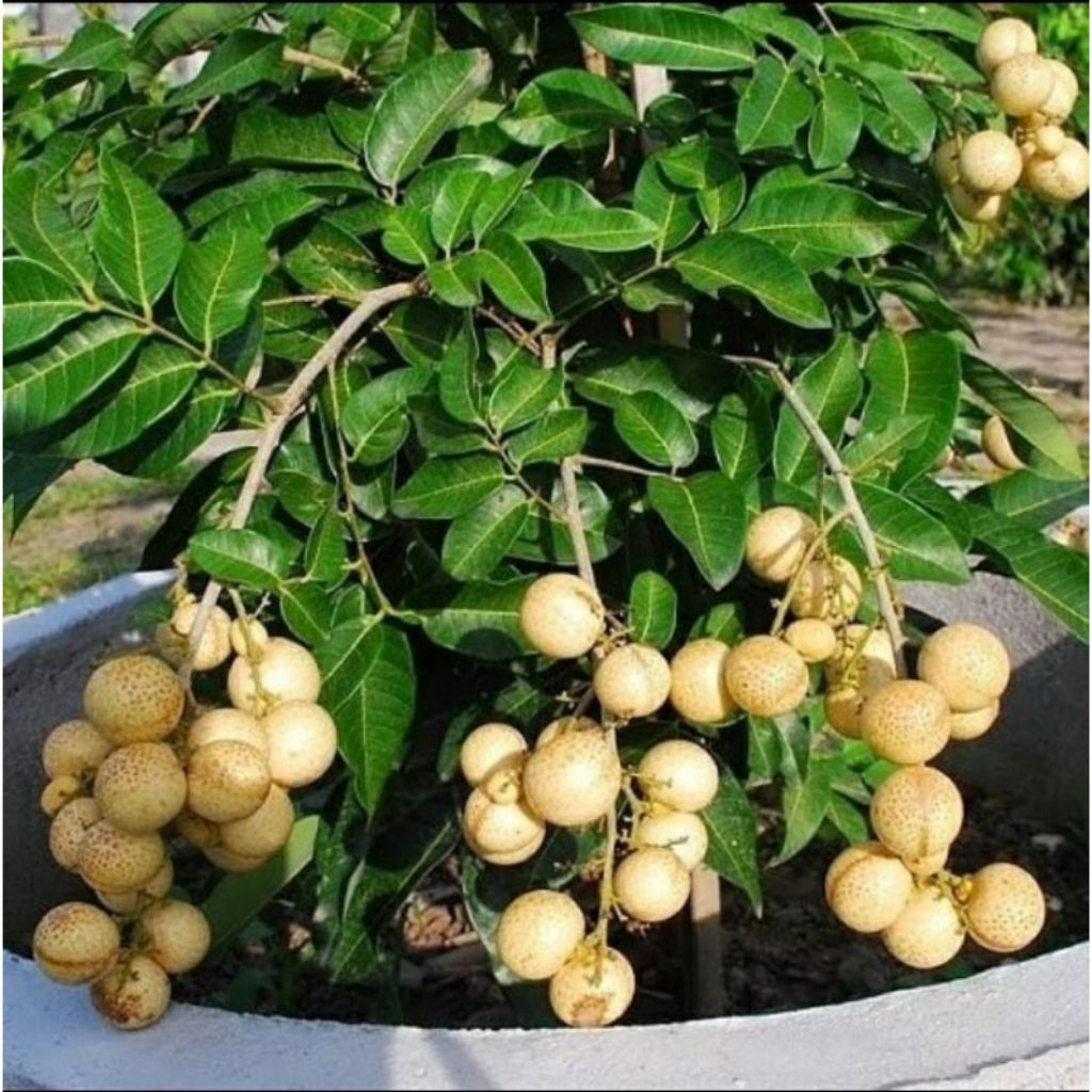 Bibit kelengkeng Pingpong Hasil Okulasi