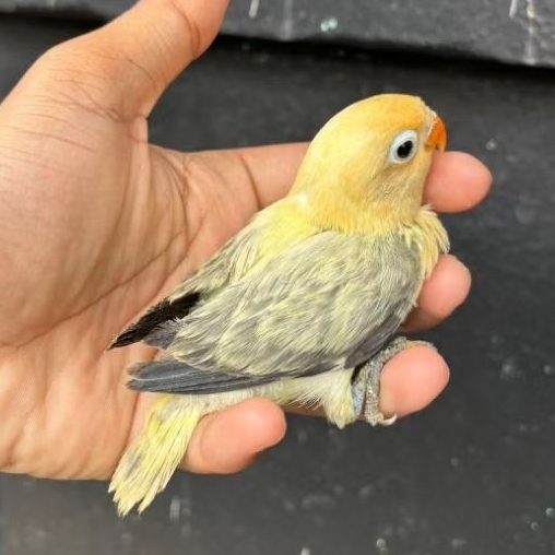 Lovebird lolohan biola PB euwing