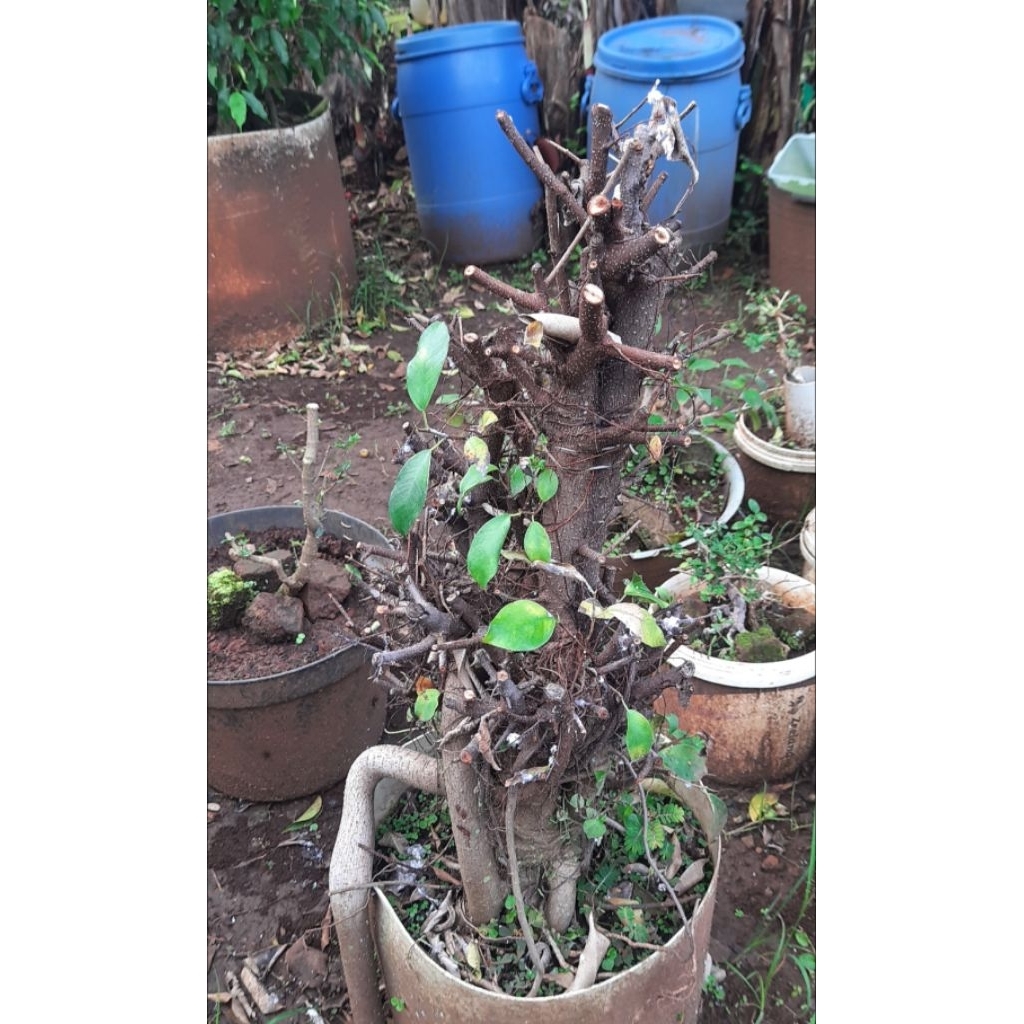 Bonggol Beringin Iprik