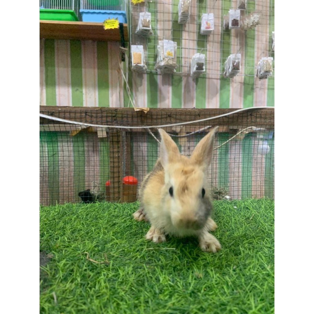 Kelinci Lokal Anggora 1-2Bulan