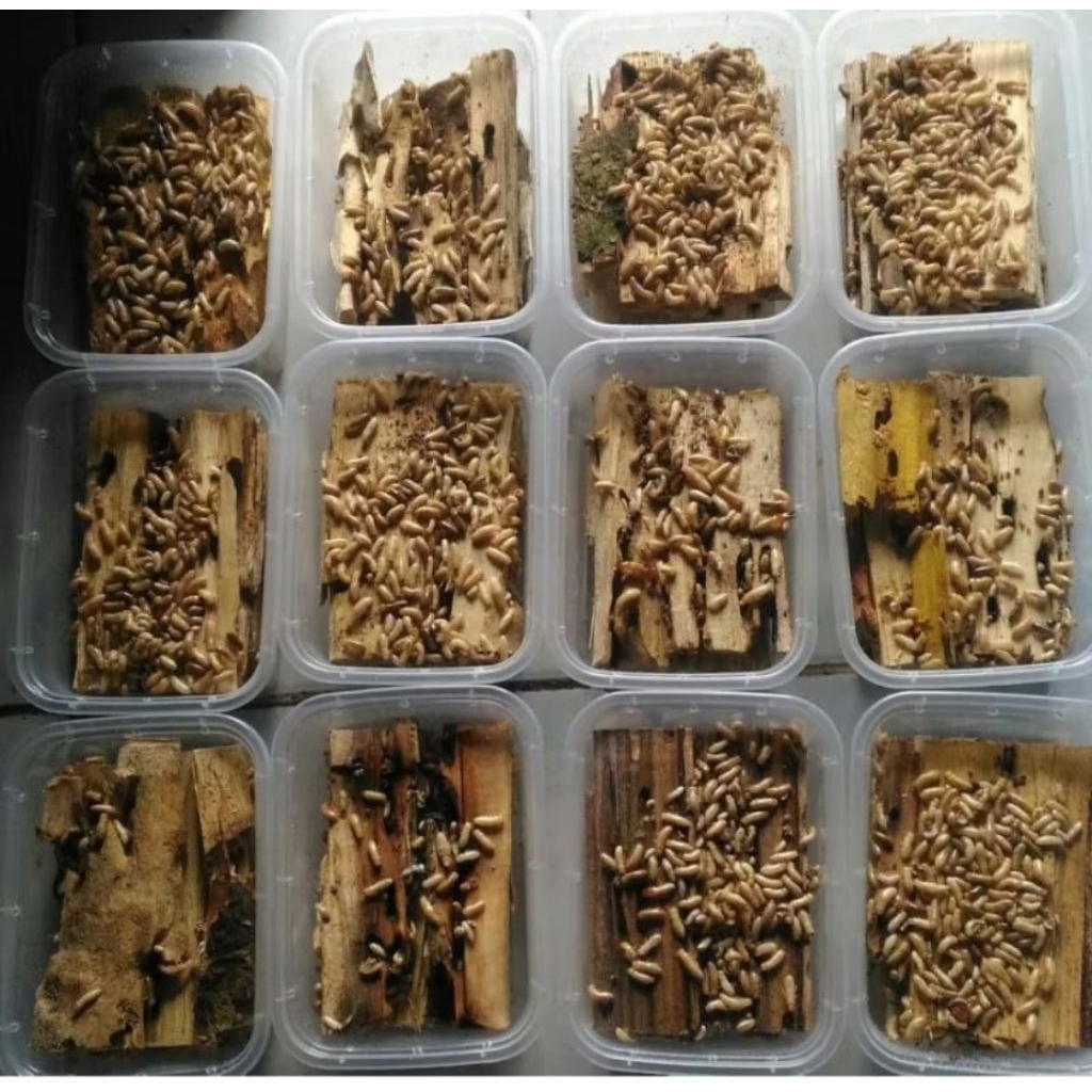 Rengas,pua,POA,nol-nol,bajra,laron,rayap