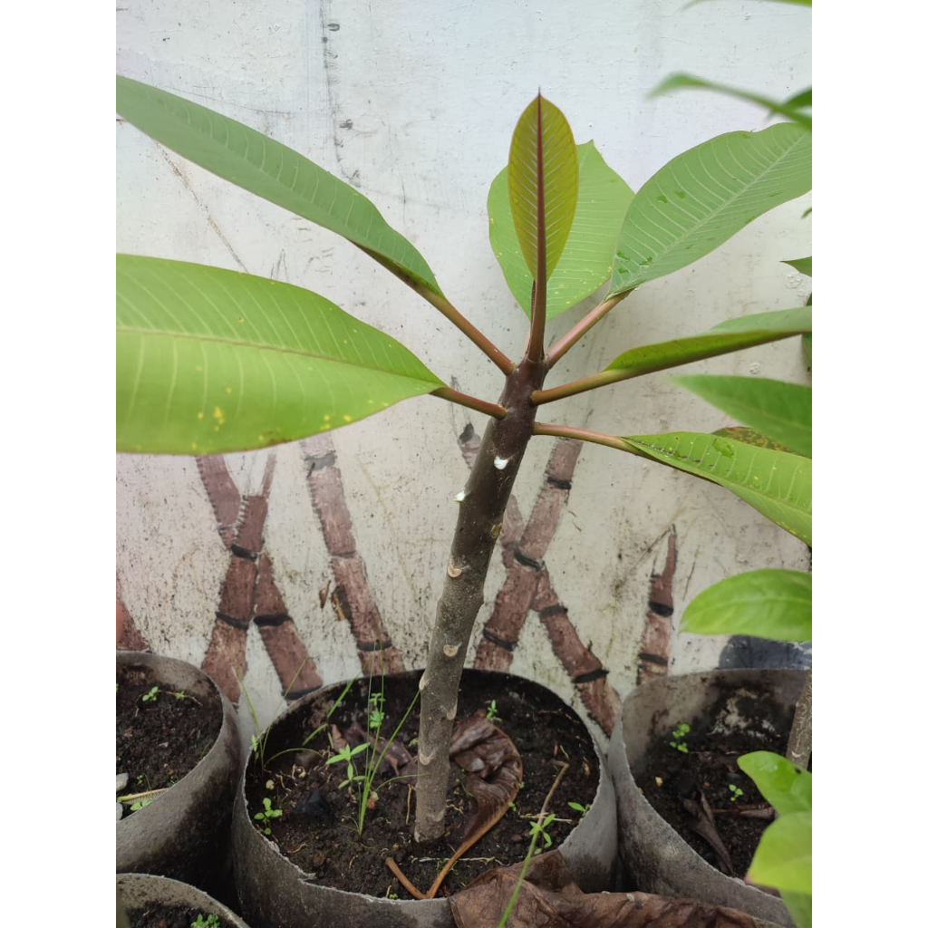 Kamboja Bali bunga merah