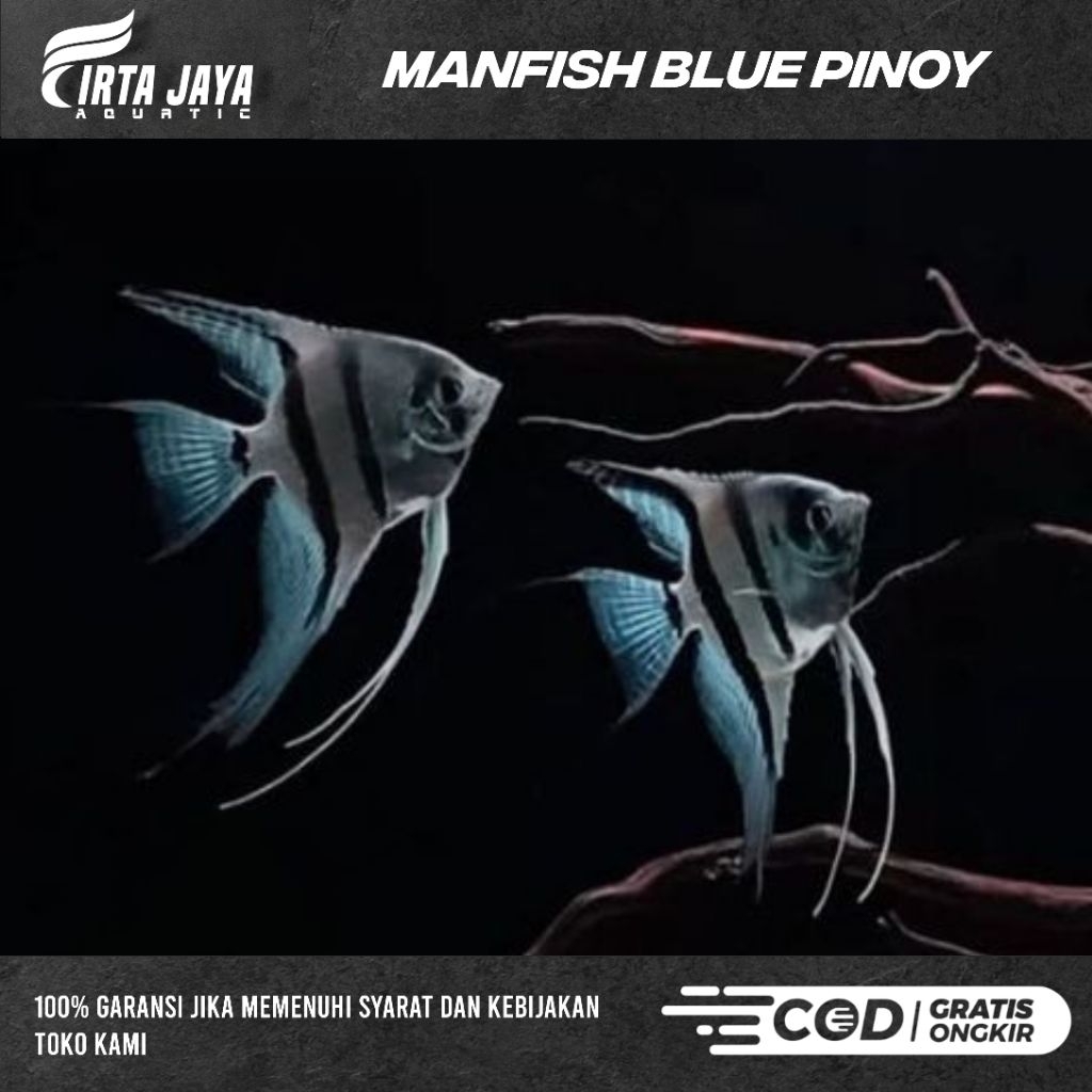 MANFISH BLUE PINOY HIASAN AQUARIUM/AQUASCAPE