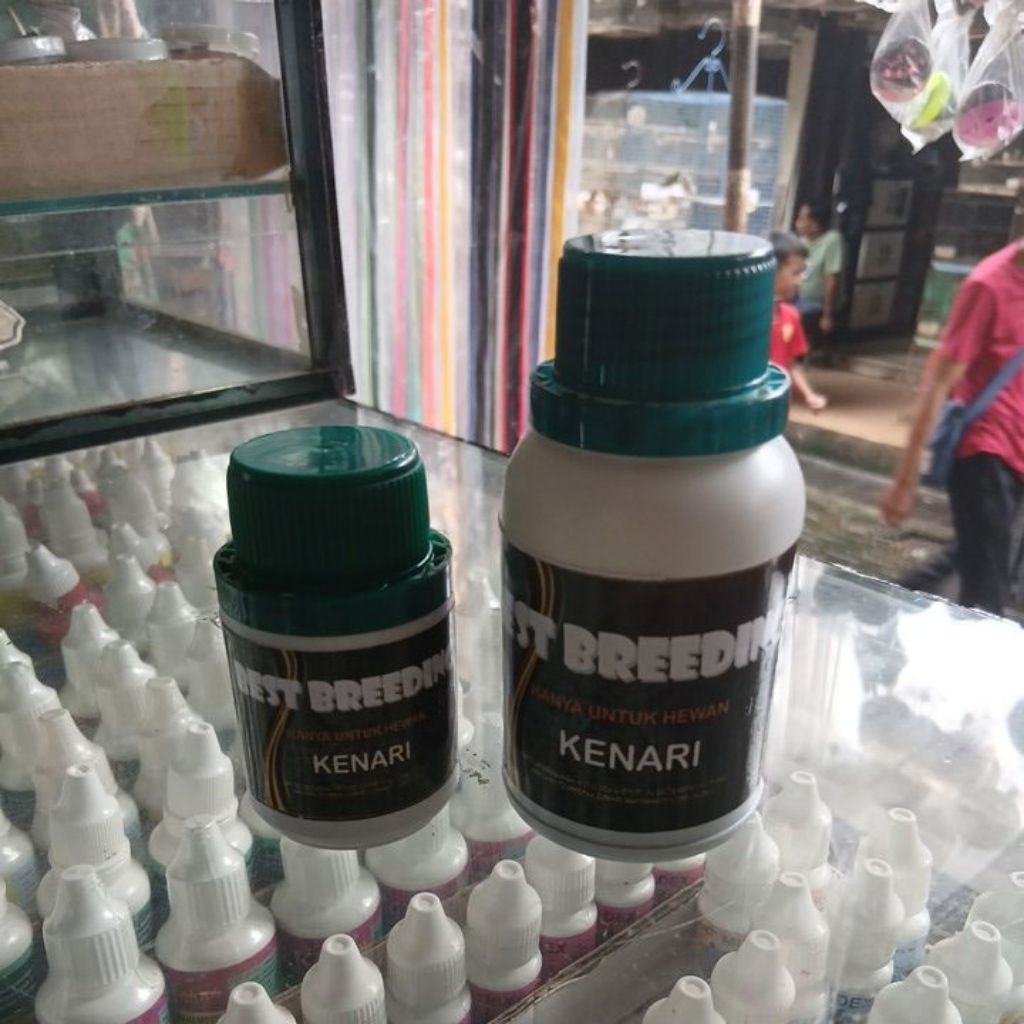 BEST BREEDING UNTUK KENARI BESAR DAN KECIL