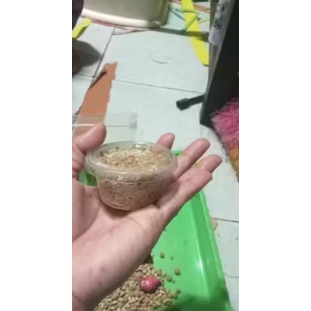 Makanan /pakan kelomang /umang umang