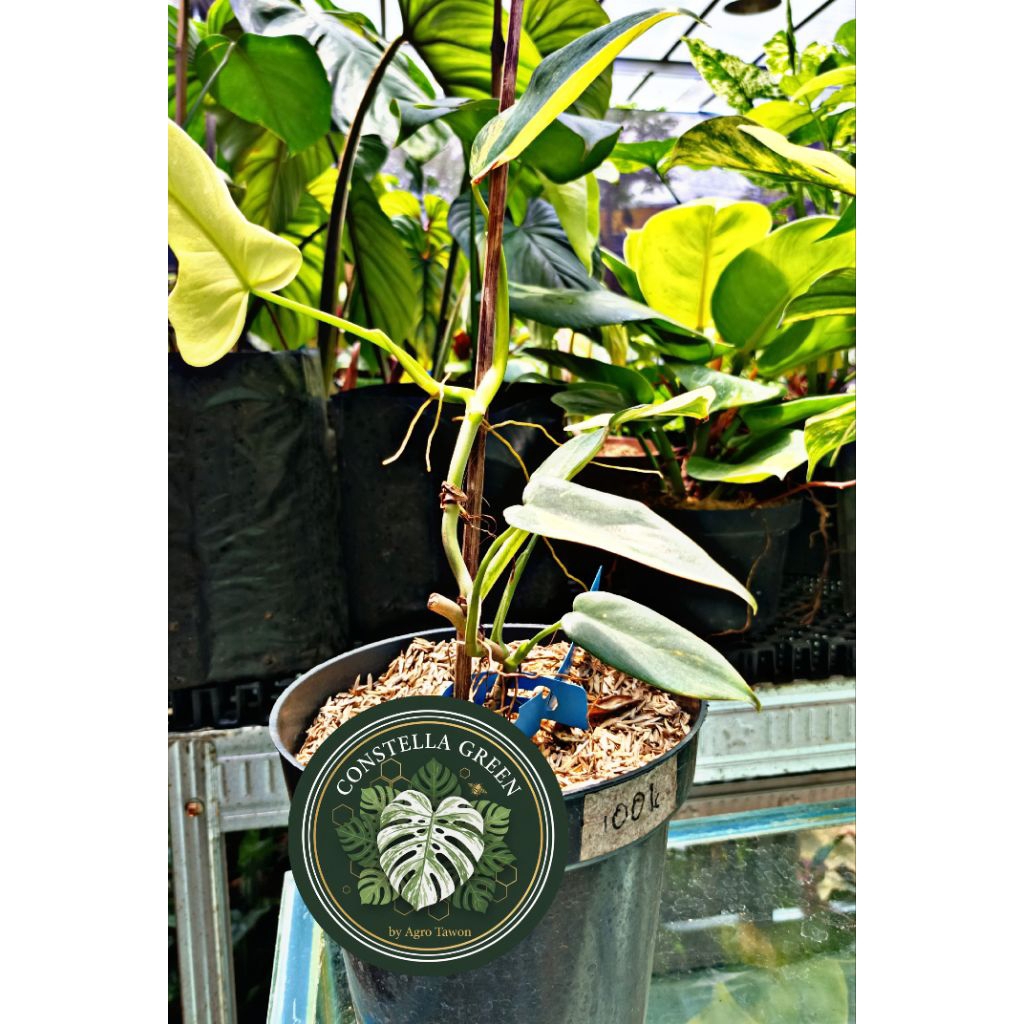 PHILODENDRON VIOLIN VARIEGATA GOLDEN - Tanaman Koleksi Sultan Mapan