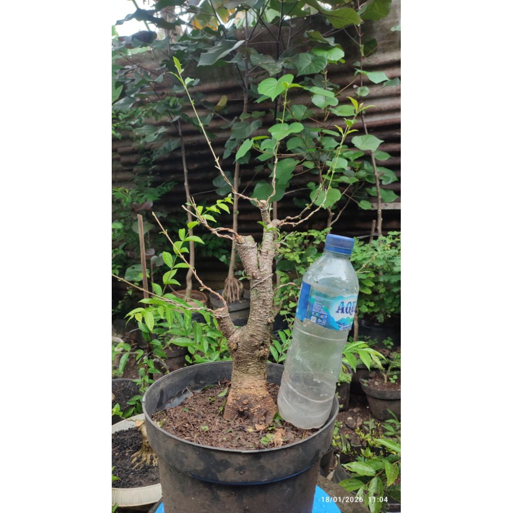 Bonsai Sakura Mikro (bahan)