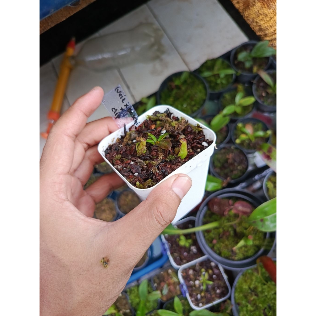 Nepenthes (Veitchi x Boschiana) x Clipeata