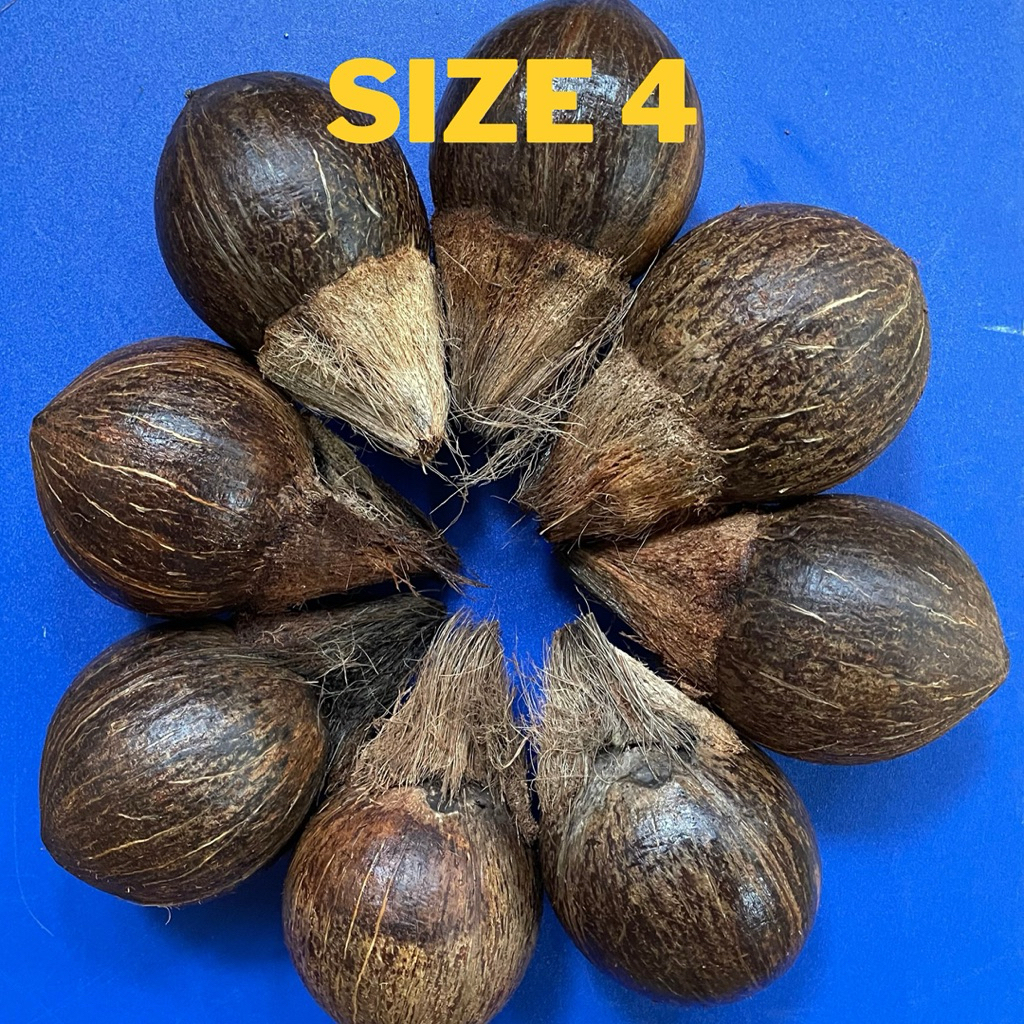 Bahan bonsai kelapa minion gading oren, kuning, hijau, dan coklat size 4 - bonsai kelapa minion gadi