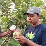 Entres jambu biji chegua batang atas bahan okulasi