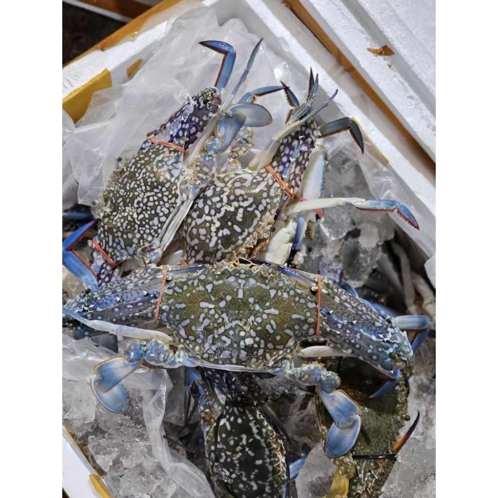 RAJUNGAN  BEKU fresh 1kg isi 4_5_6