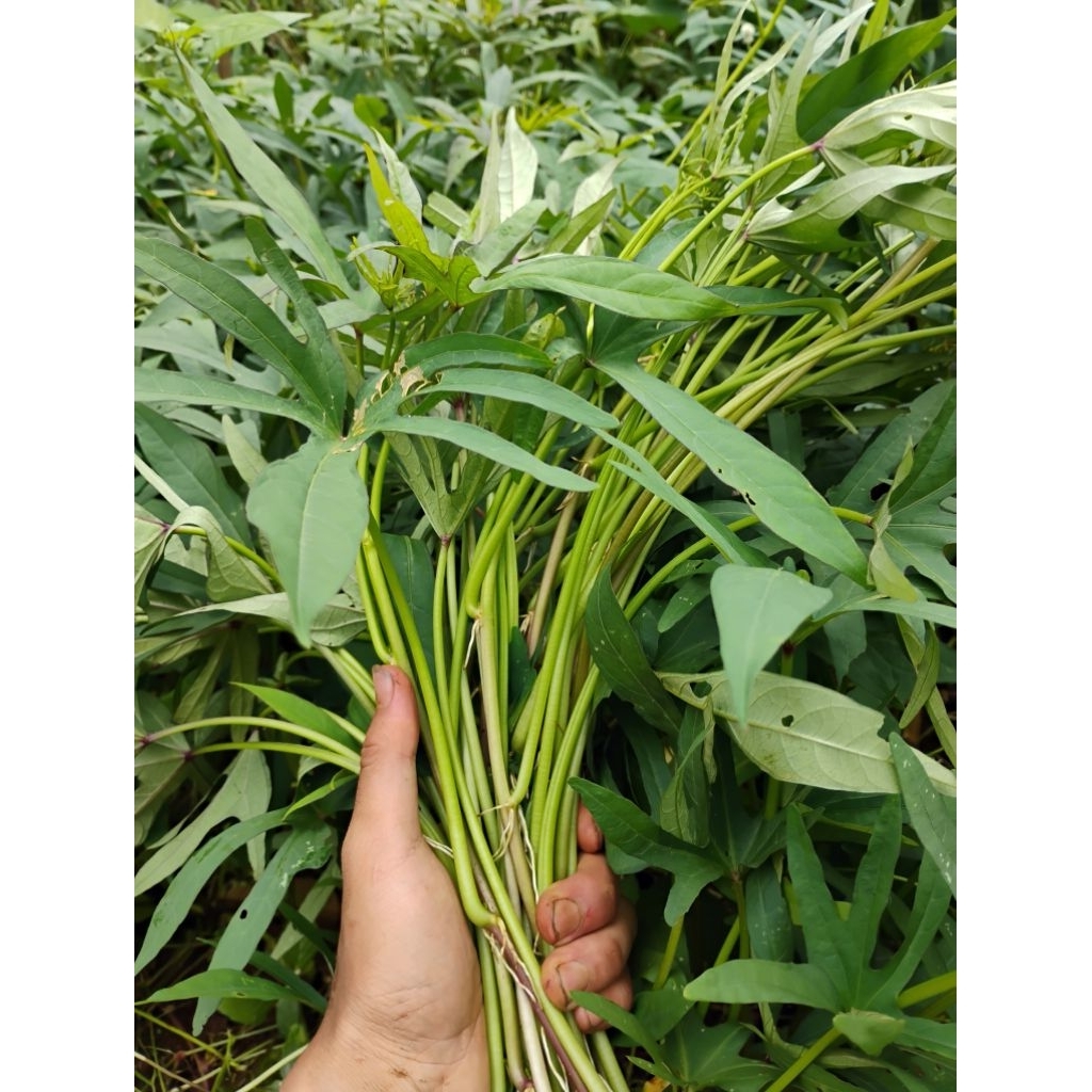 Bibit UBI CILEMBU, bibit ubi jalar, bibit ubi Cilembu berkualitas.