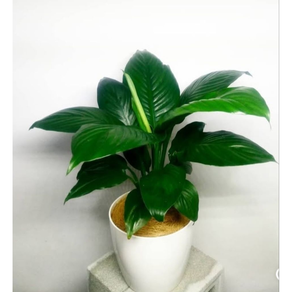 spathiphyllum mauna loa - peace lily bangkok