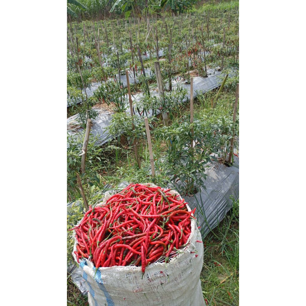 CABAI KRITING IGO/BOSTAVI 500g - Segar, Berkualitas, Siap Pakai