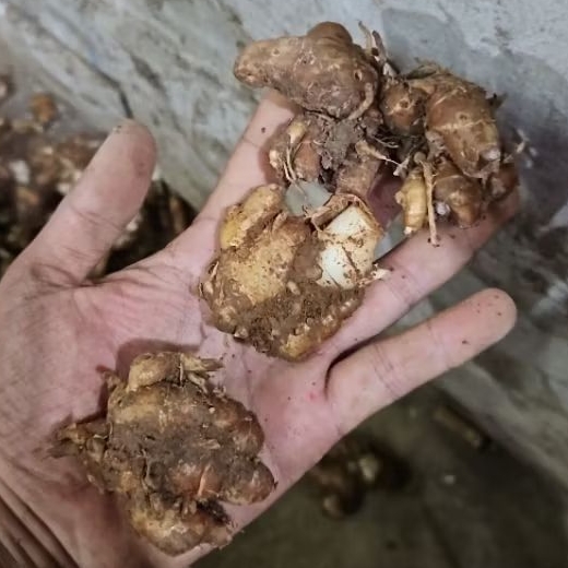 kencur segar 1kg kencur seblak