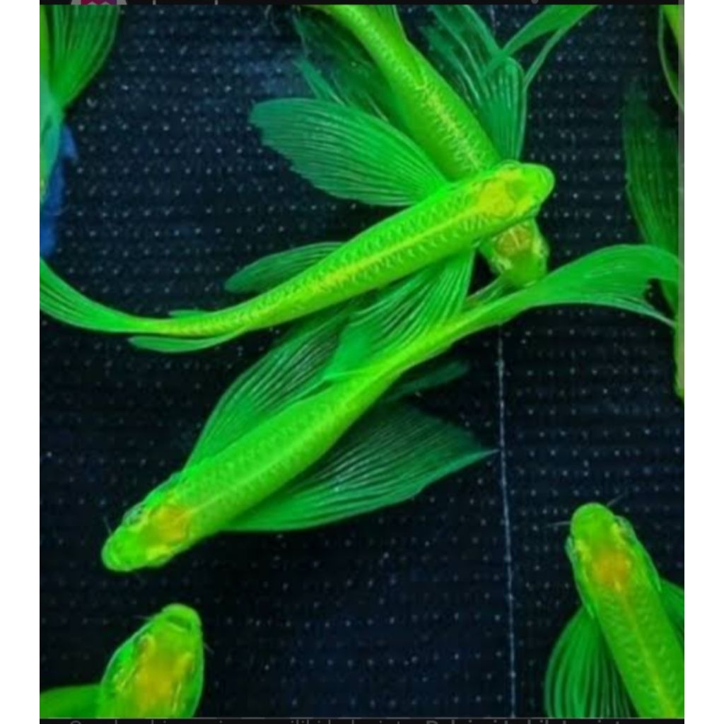 TERLARIS, ikan Danio green slayer ikan hias air tawar.