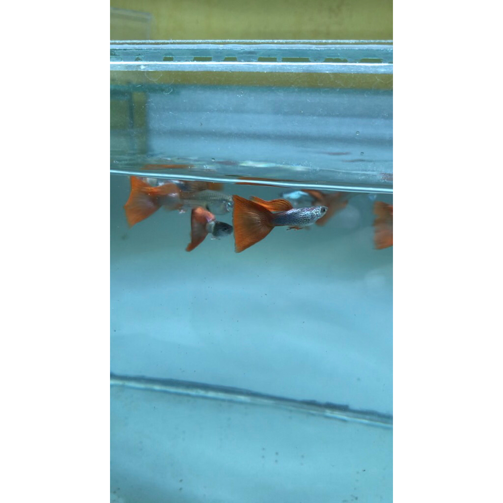 Guppy Hiasan Aquarium | Red lace