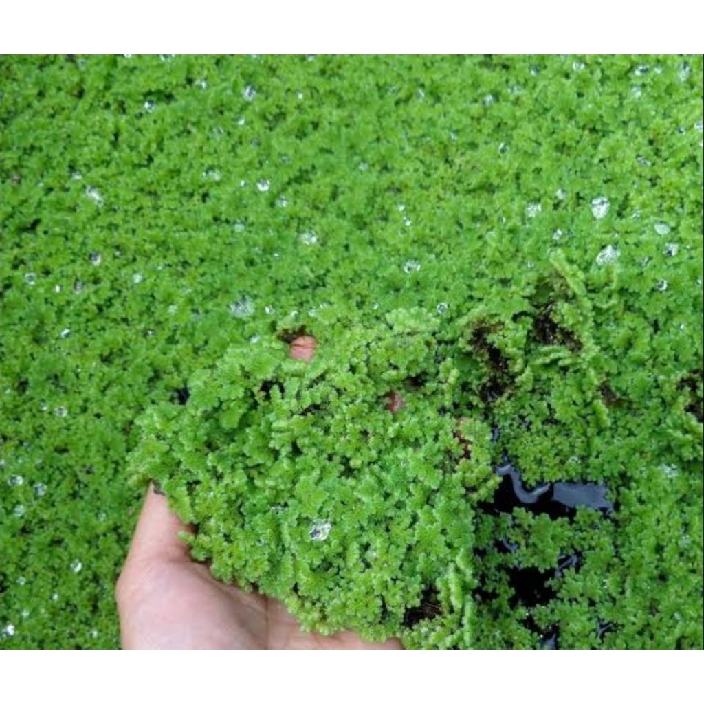Azolla Microphylla