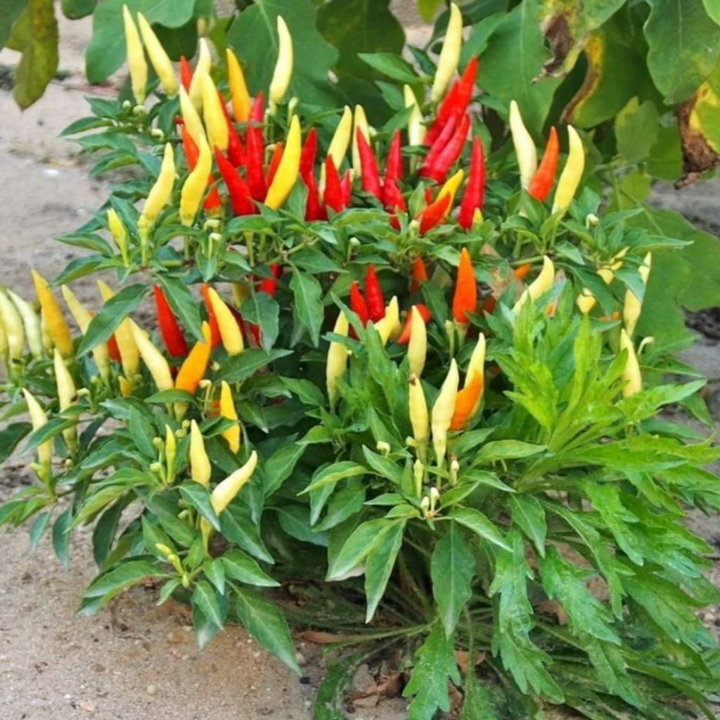 25 Biji/ Benih Cabe Rawit Putih Tegak