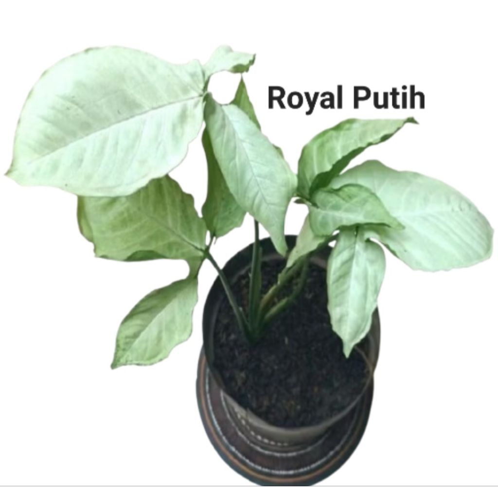 TANAMAN SYNGONIUM PUTIH / SYNGONIUM PODOPHYLLUM