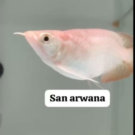 hiasan pajangan link new ITL SR SB arowana super red short body i thiau lung jagung