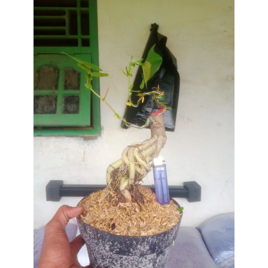 Bonsai waru India Expost root berkarakter