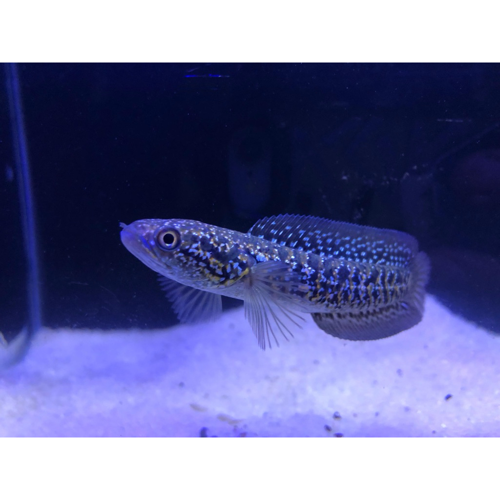 Cana asiatica kalimaya