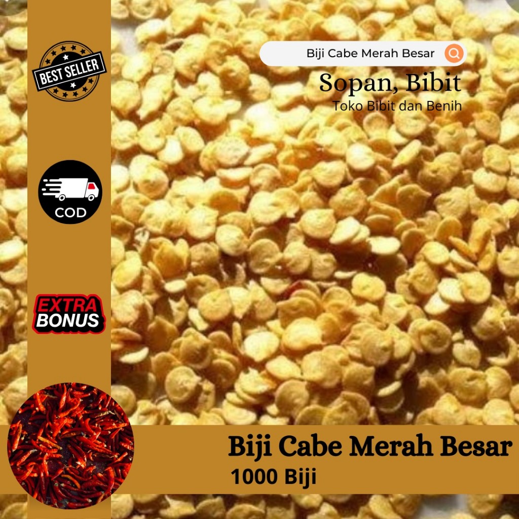 1000 BIJI BENIH CABE MERAH BESAR KUALITAS TERBAIK (EXSTRA BONUS)