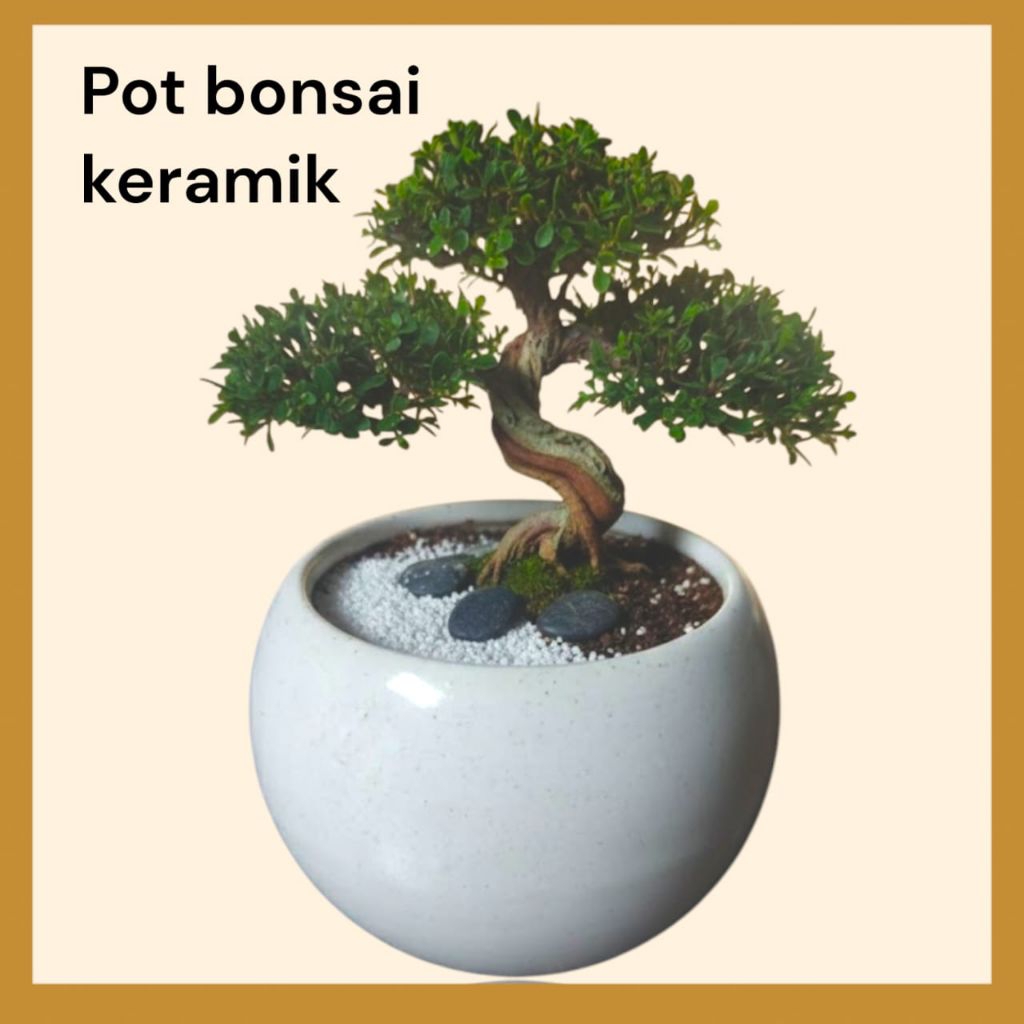 Pot keramik pot bonsai / bonsai Shito pot tanaman hias Premium