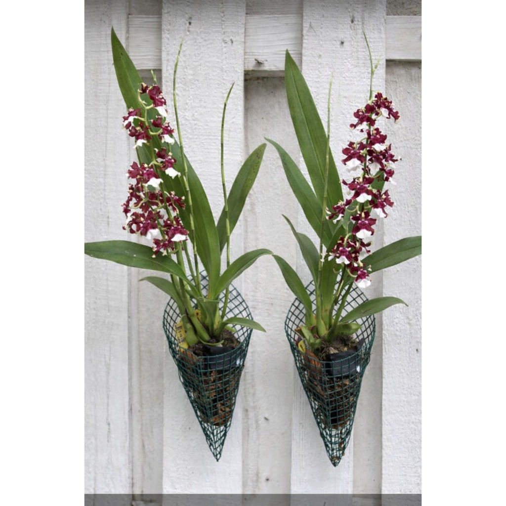 Kawat Hijau Media Tanam Anggrek Bentuk Kerucut Anti Karat