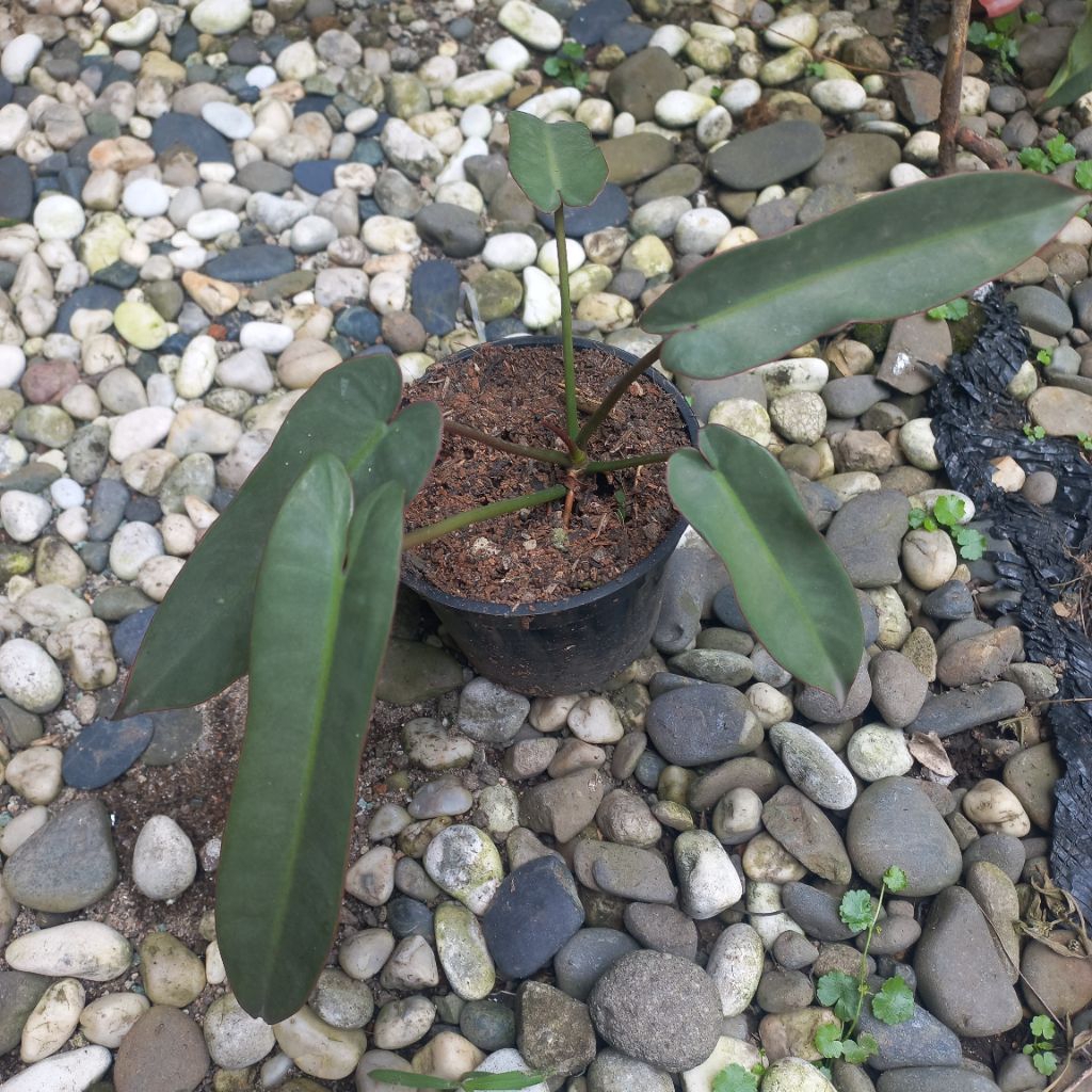 TANAMAN PHILODENDRON ATABAPOENSE