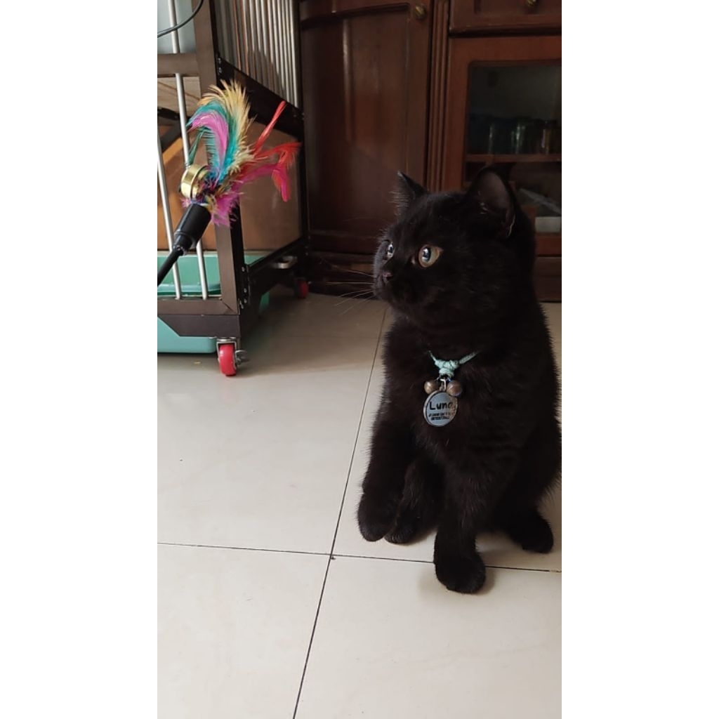 Kucing Kitten BSH British Short Hair Female