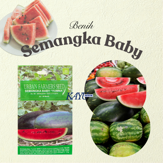 Benih Semangka Baby/Benih Semangka Baby “Yumna”/Benih Murah