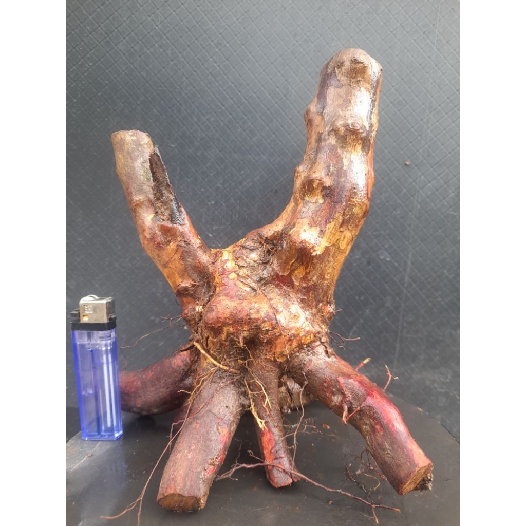 Bahan Bonsai Kibesi Gaya Formal Karakter Batang Twin Akar Natural Melingkar Size Small  Real Pict