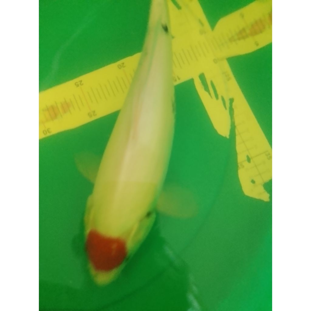 Ikan koi jenis Tancho Sanke 41cm masih Tategoi