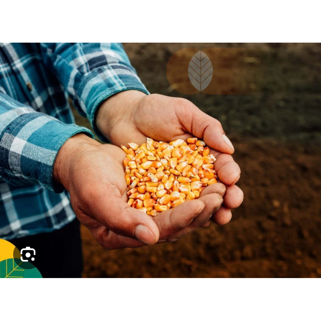 200 BIBIT BENIH JAGUNG JAGO BESAR ADV SUPER