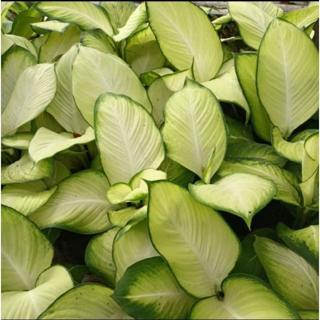 aglonema tisu Bangkok