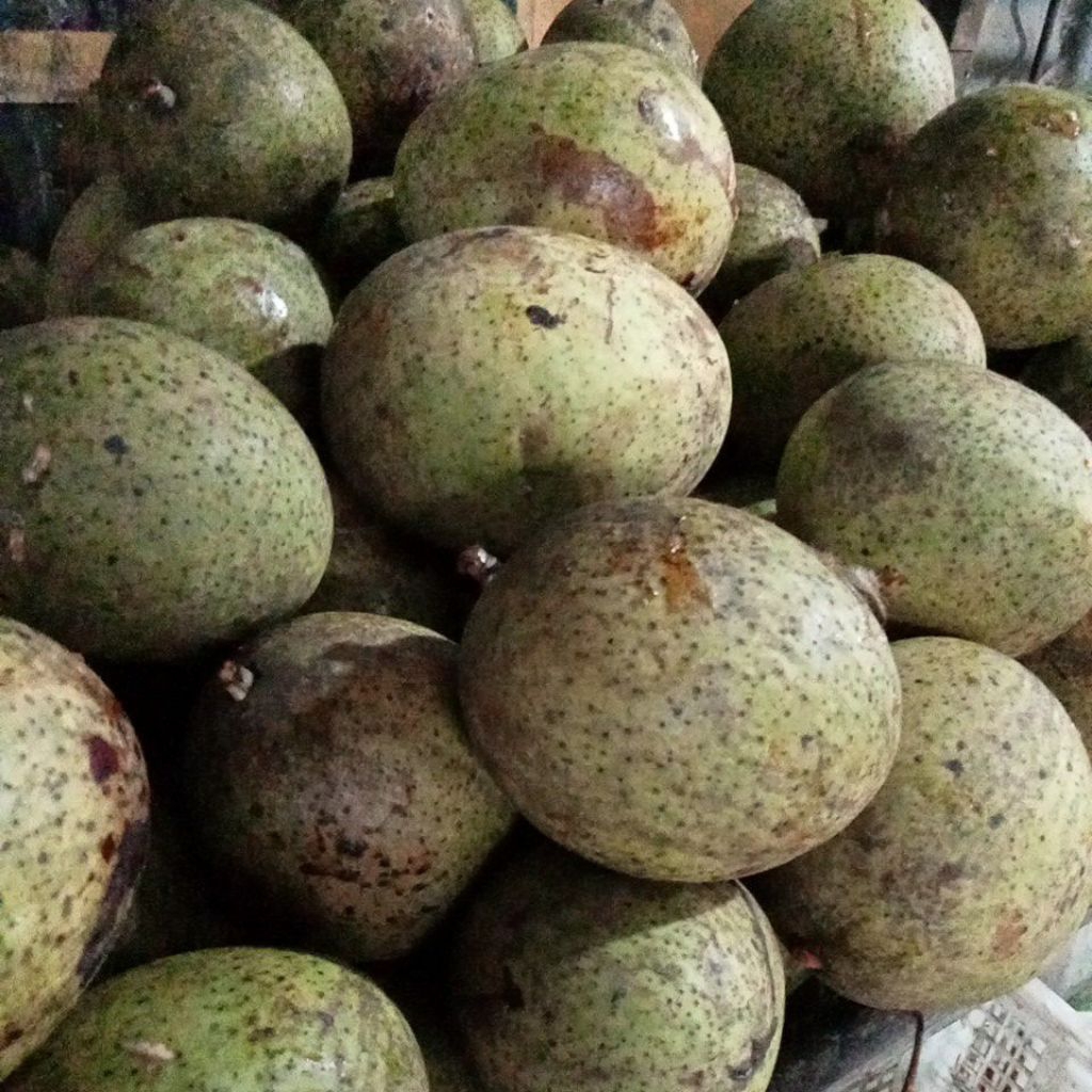 mangga pakel