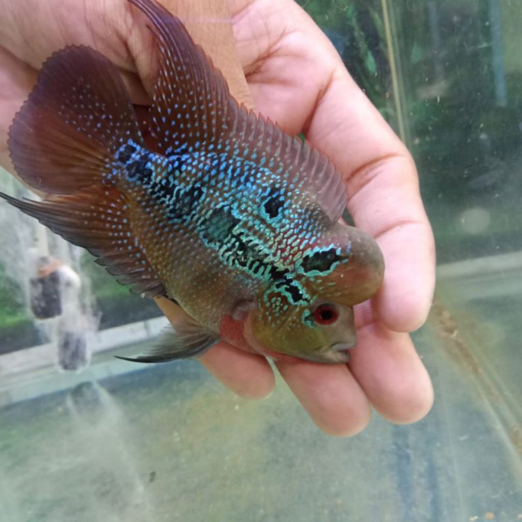 PROMO burayak louhan srd kamvaF2 kualitas baik size 3 cm (2 ekor)