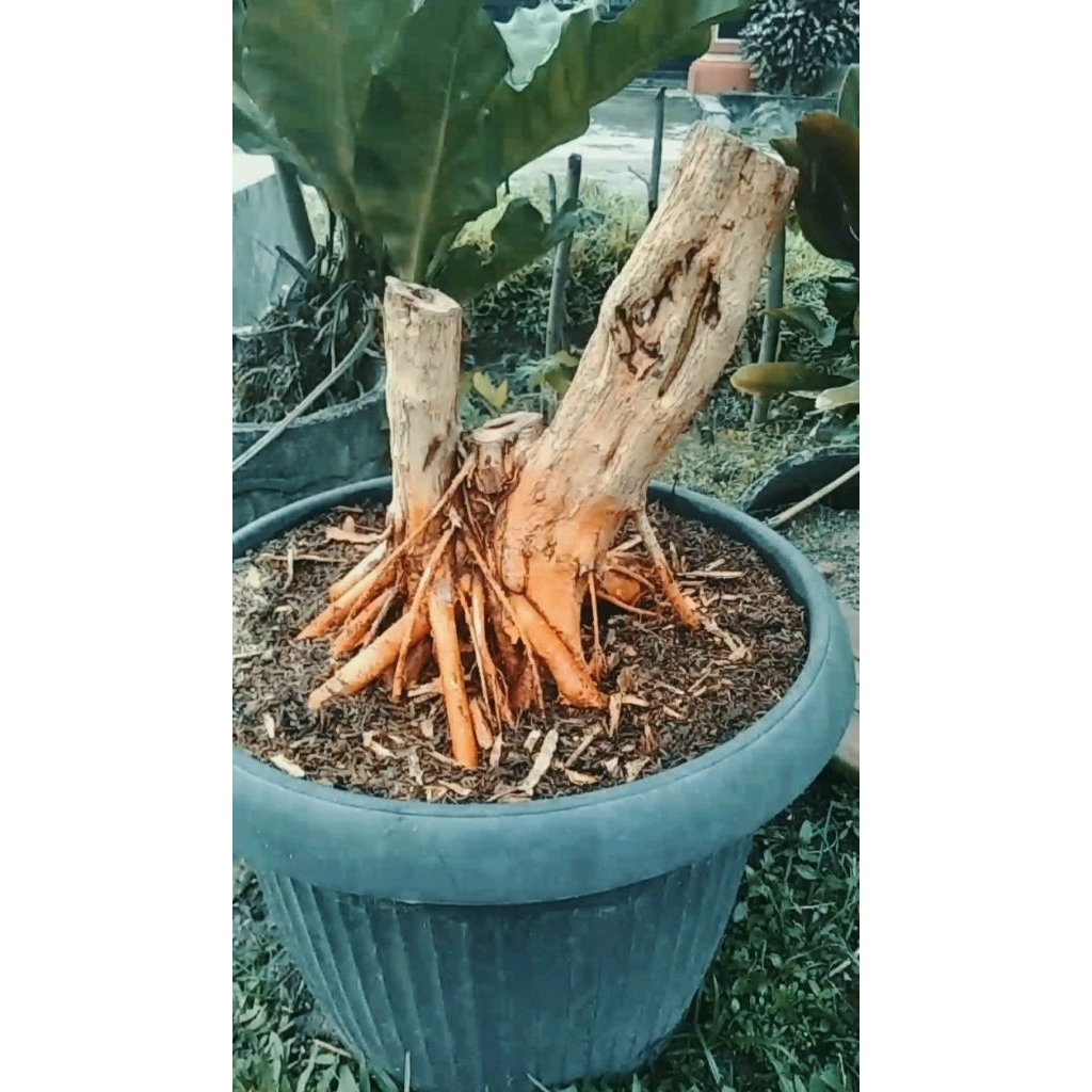 Bahan Bonsai Sisir Super Jumbo