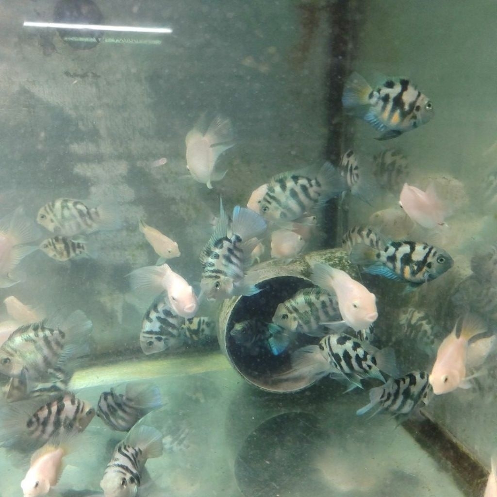 BLUE POLAR / PLATINUM POLAR DEWASA