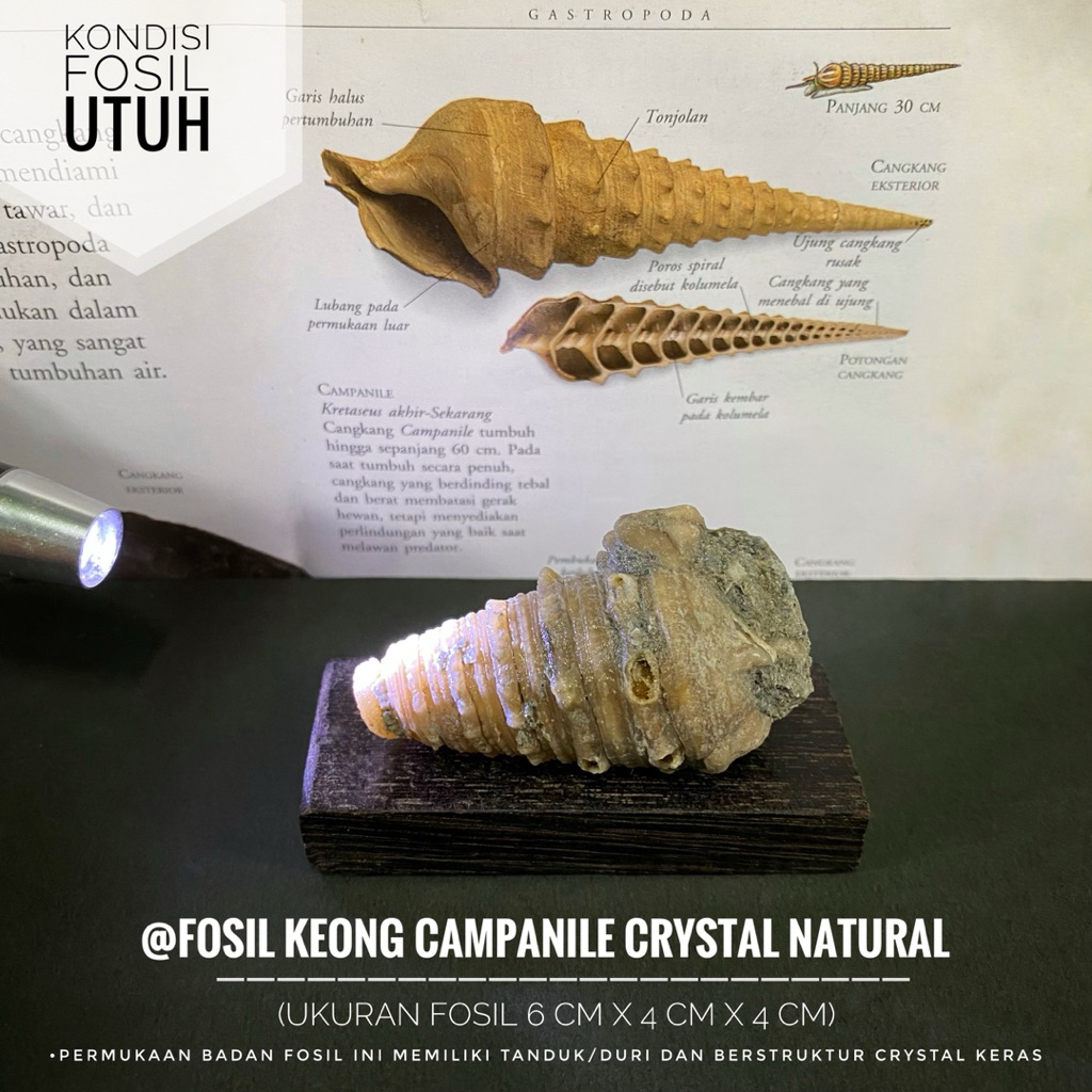 Fosil Campanile Purba Crystal Natural A9 atau Fosil Keong Tanduk Kristal atau Fosil Kerang atau Fosi