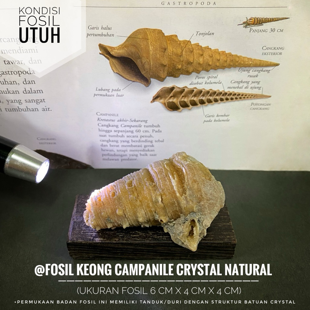 Fosil Campanile Purba Crystal Natural A18 atau Fosil Keong Tanduk Kristal atau Fosil Kerang atau Fos