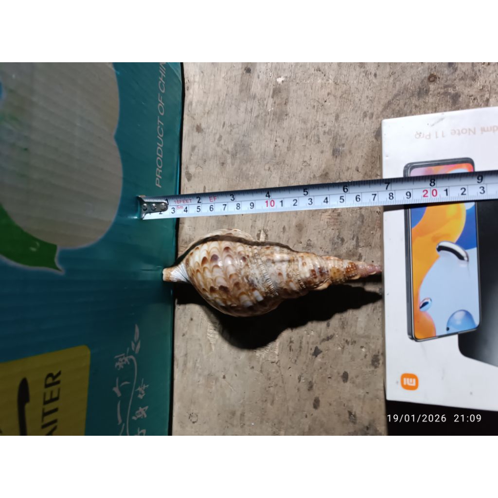 CANGKANG-KERANG-TRITON-PAJANG-17,2CM