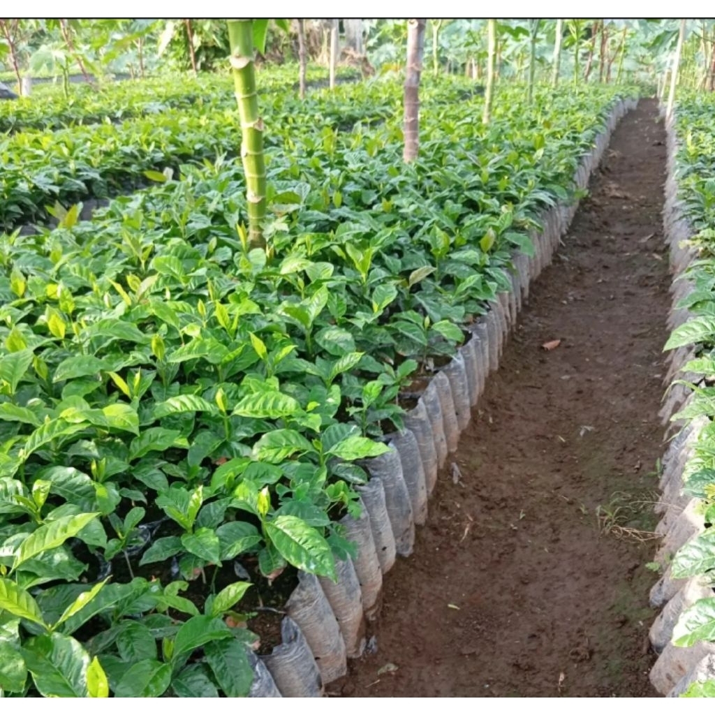 promo bibit kopi Arabika Ateng super