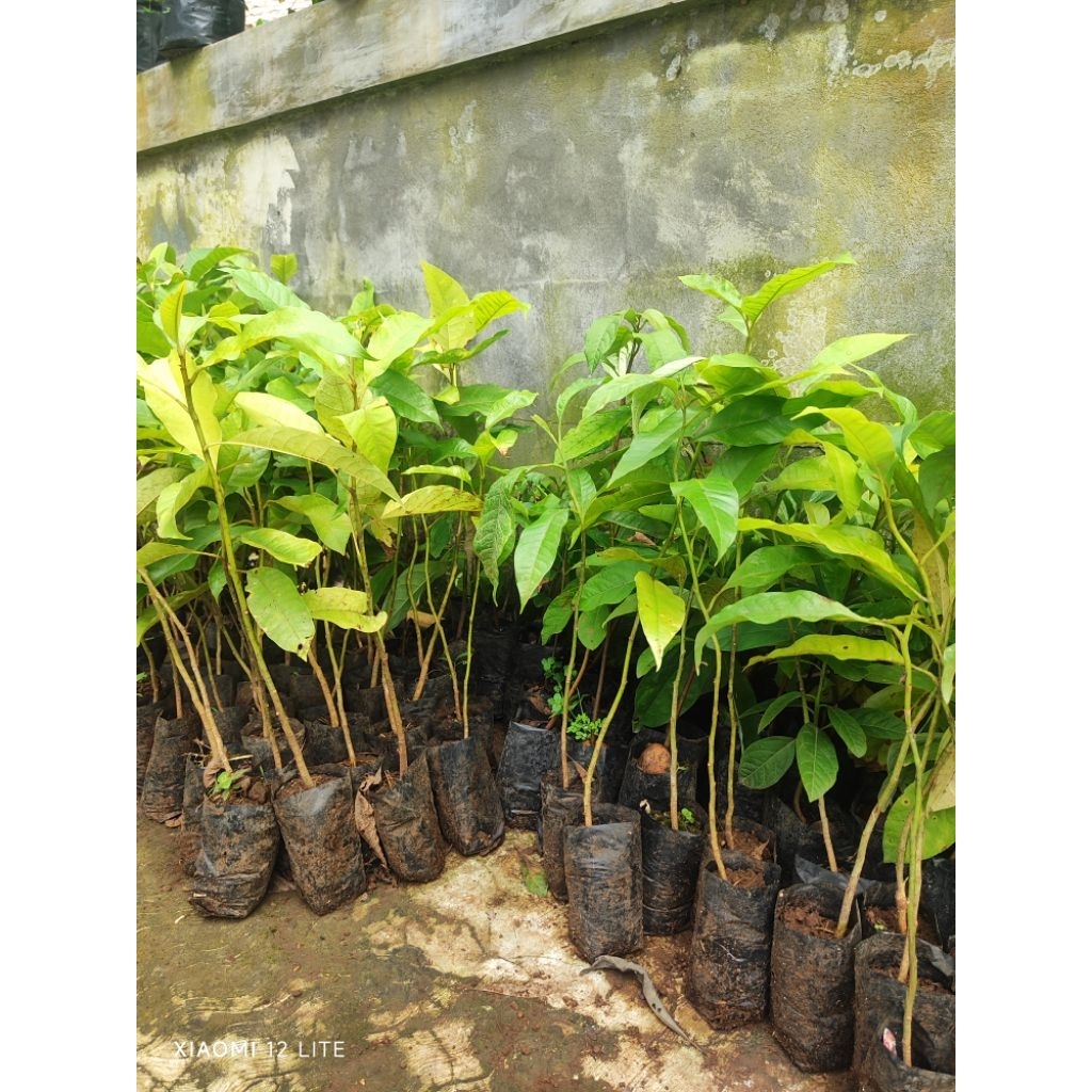 bibit kayu manglid besar