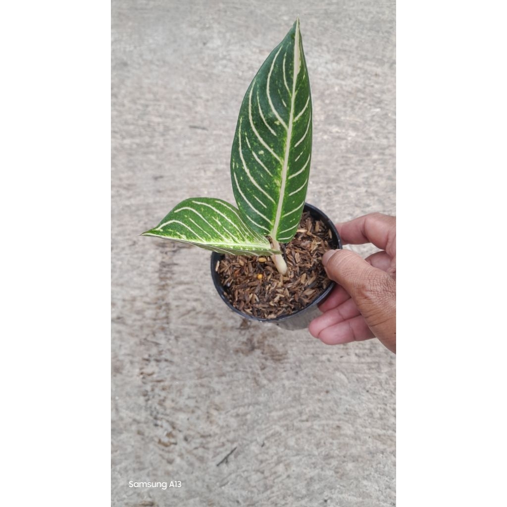 Aglonema POS White/Pride of Sumatra White (Daun 2) (1)