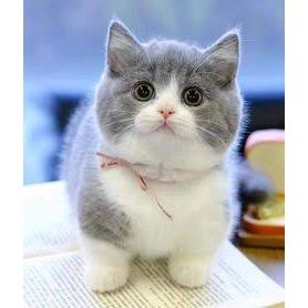 kucing Munchkin BLH / kucing cebol longhair / kucing kaki pendek British shorthair bicolor cream